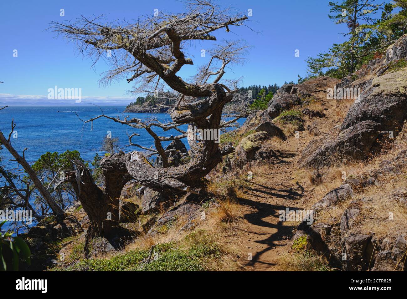 Coast trail winds over rugged shore and between gnarled, wind-shaped trees.  East Sooke Regional Park, Vancouver Island, BC Stock Photo