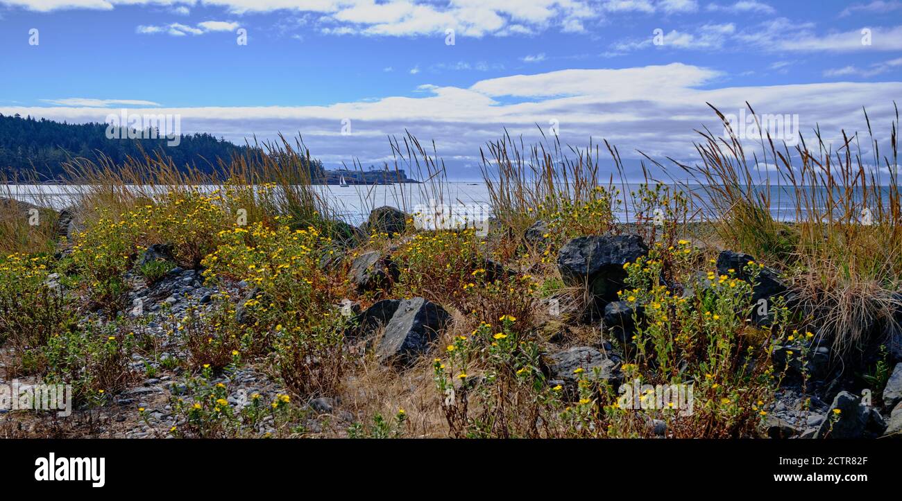 Sailboat on Strait of Juan de Fuca near Sooke, seen through yellow flowers and grass on Whiffen Spit, Vancouver Island, BC Stock Photo