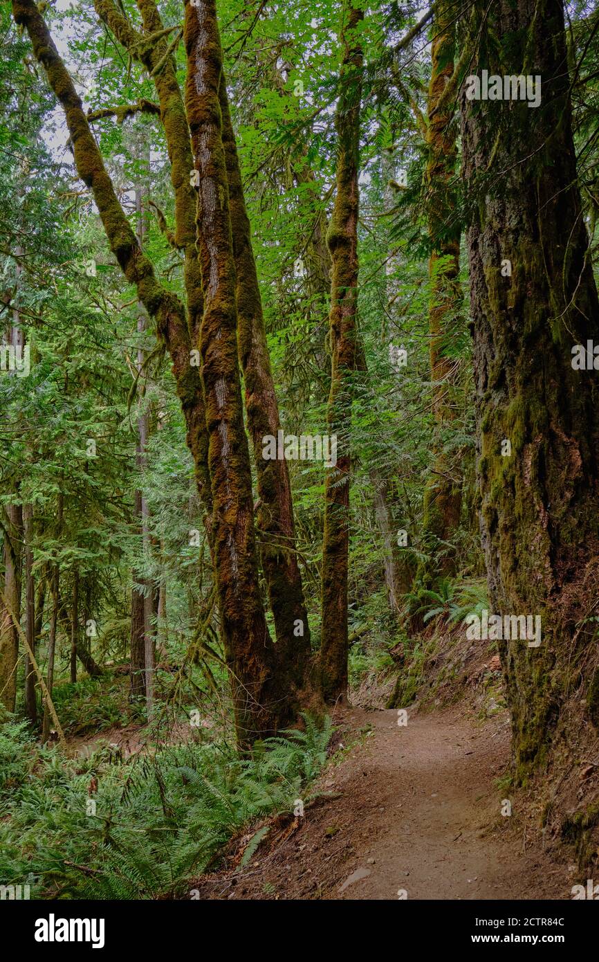 Moss covered trees line a hiking trail in popular Goldstream Provincial Park near Victoria, BC Stock Photo