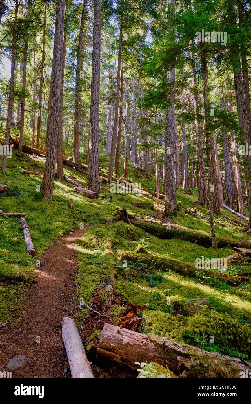 Narrow footpath winding up through coniferous forest with rich green undergrowth of moss and fern. Flower Ridge Trail, Strathcona Provincial Park, BC Stock Photo