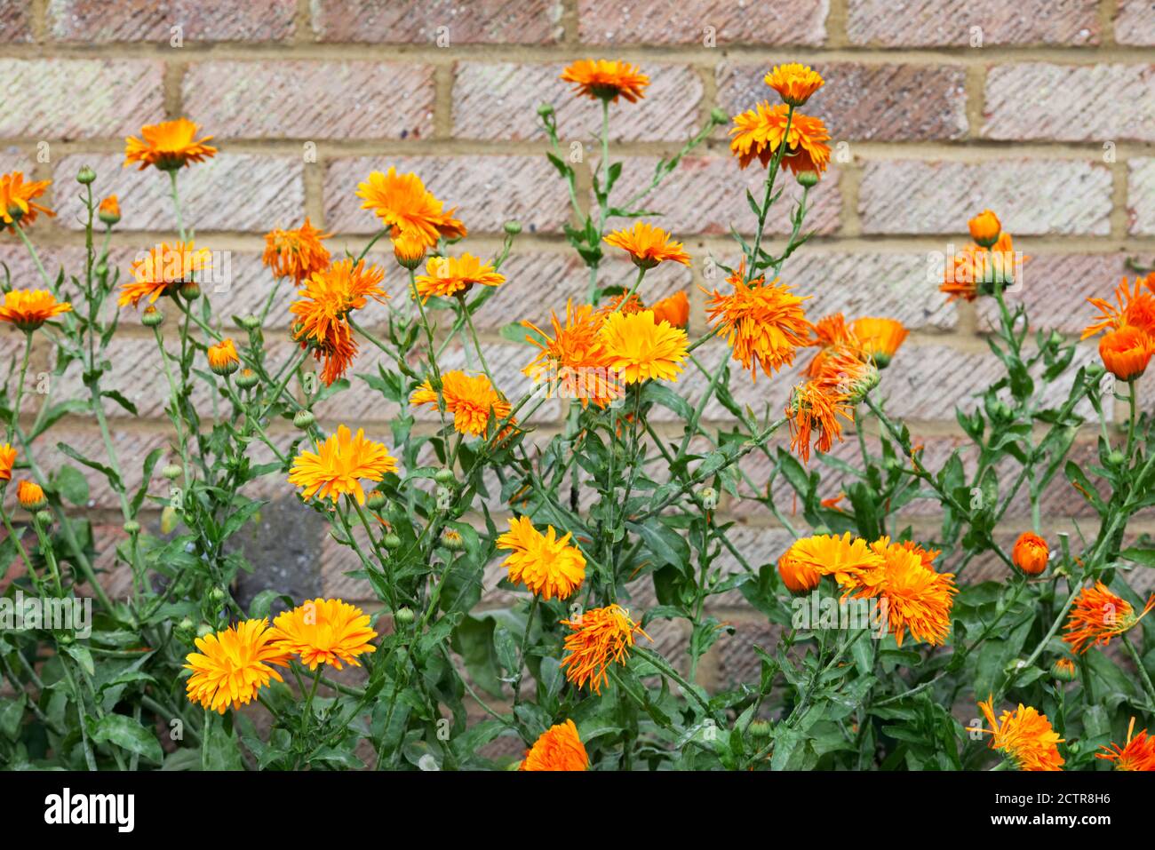 Calendula officinalis. English Marigolds against a brick wall. Stock Photo