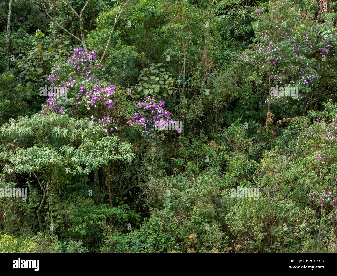 Tibouchina granulosa seasonal flowers tree contrast in green forest Stock Photo