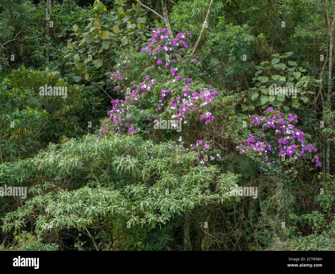 Tibouchina granulosa seasonal flowers tree contrast in green forest Stock Photo