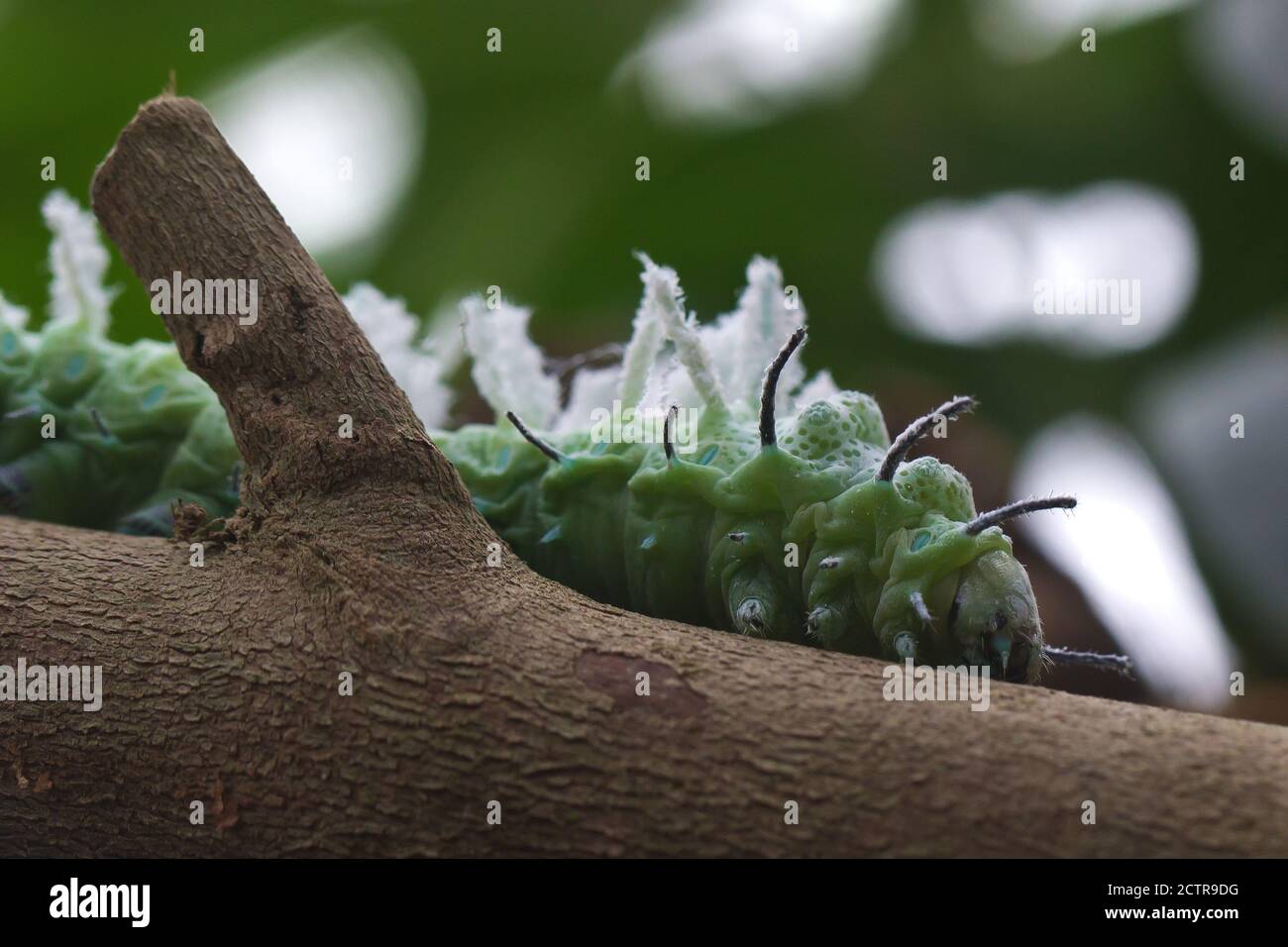 Closeup of a cecropia moth on the tree Stock Photo - Alamy