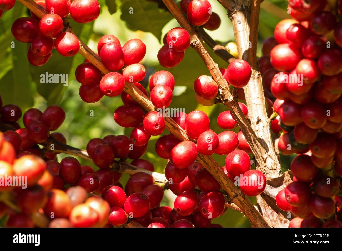 Coffee tree with fruit Stock Photo Alamy