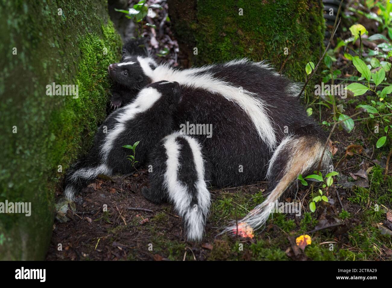Striped Skunks (Mephitis mephitis) Between Mossy Rock and Tree Summer - captive animals Stock Photo
