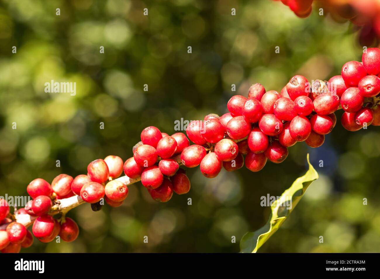Coffee tree with fruit Stock Photo Alamy
