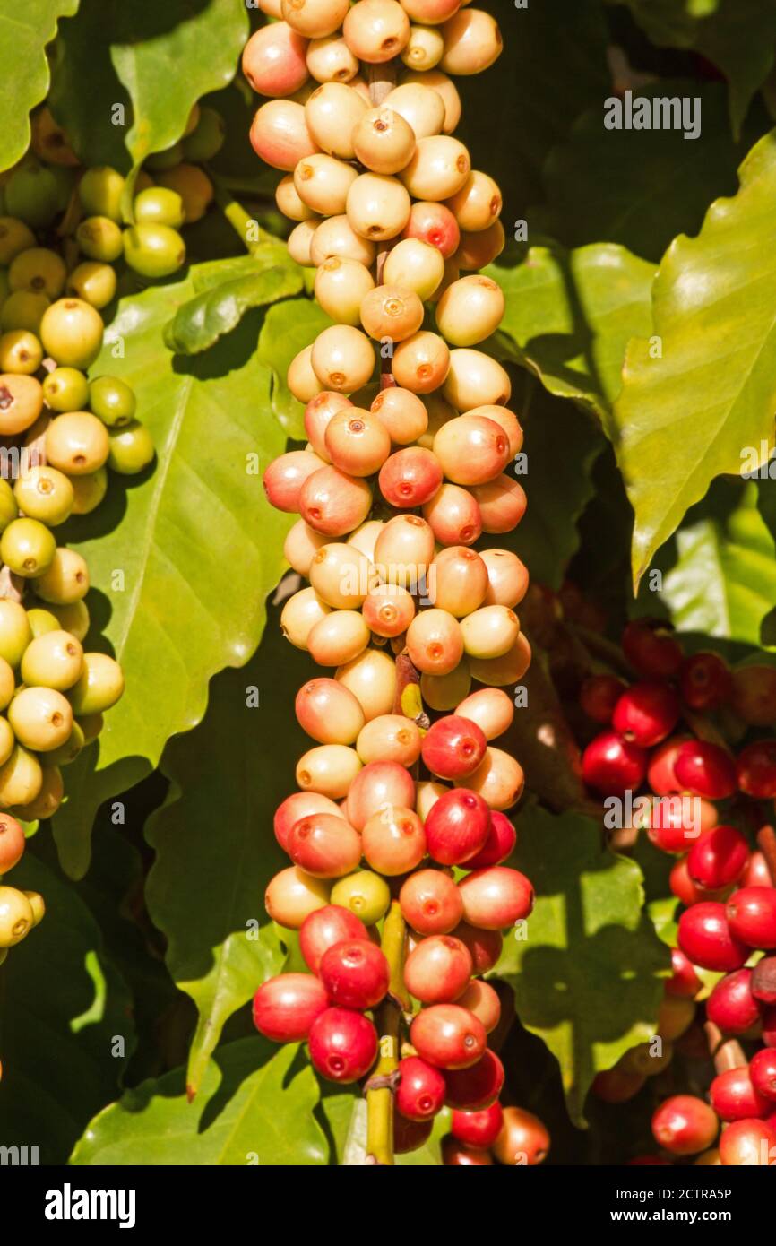 Coffee tree with fruit Stock Photo Alamy