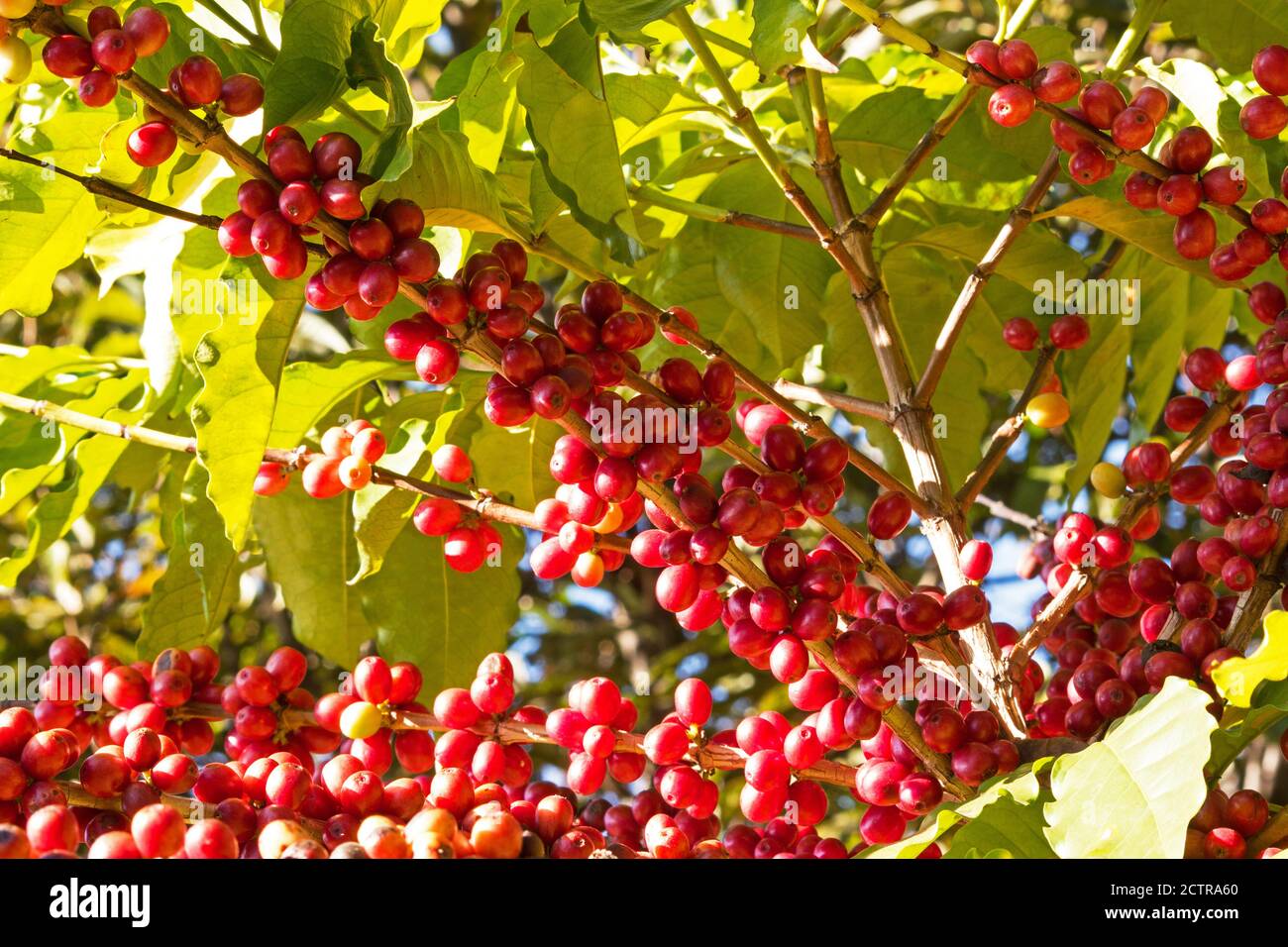 Coffee tree with fruit Stock Photo Alamy