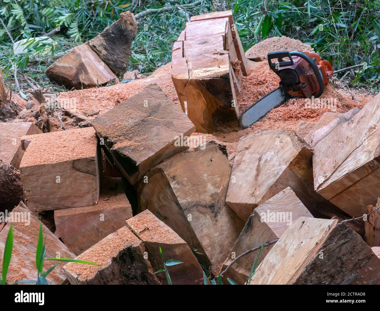 Tree trunk cut hi-res stock photography and images - Alamy