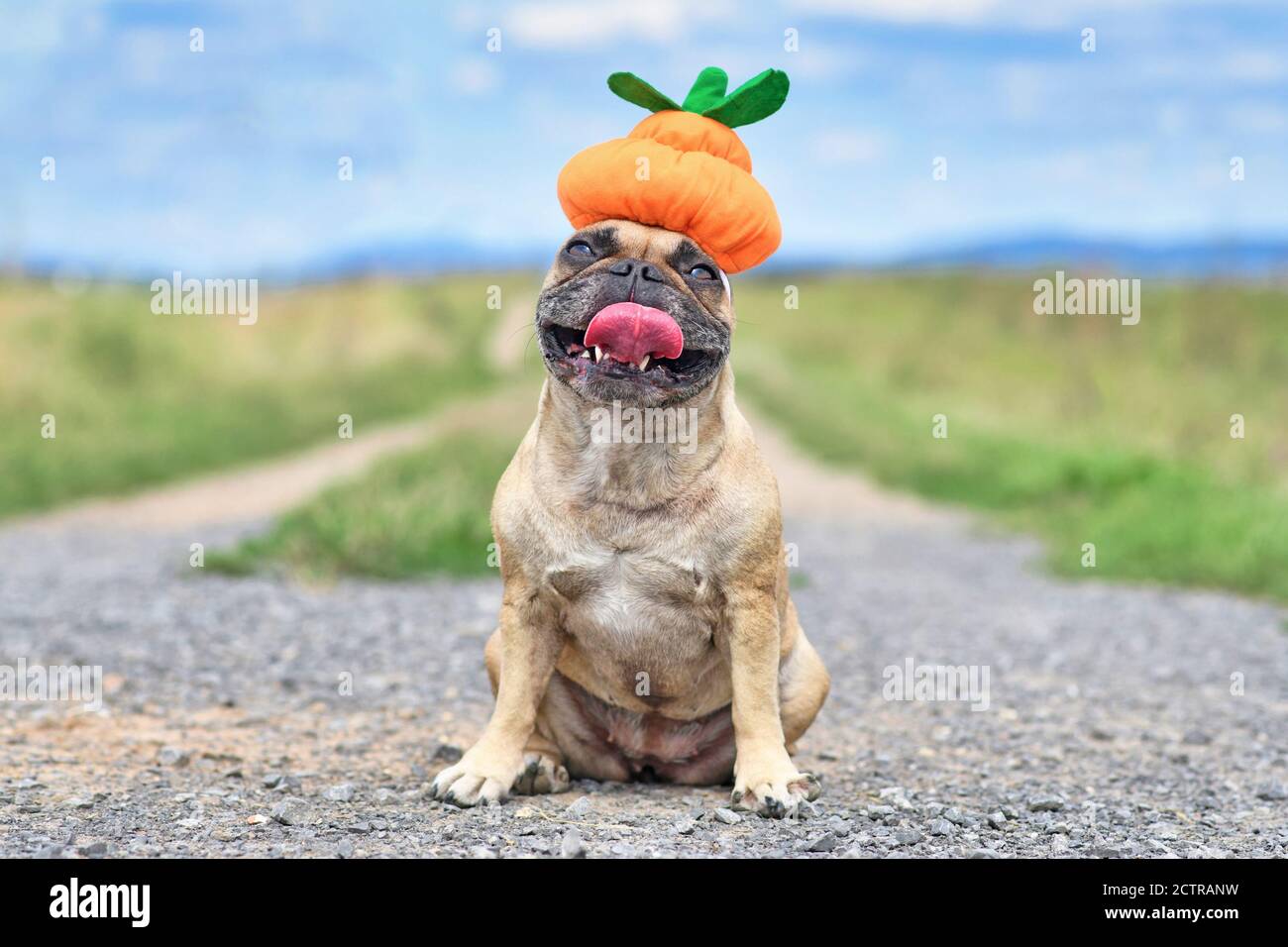 Funny happy French Bulldog dog dresses up with Halloween pumpkin hat sitting in front of meadow Stock Photo