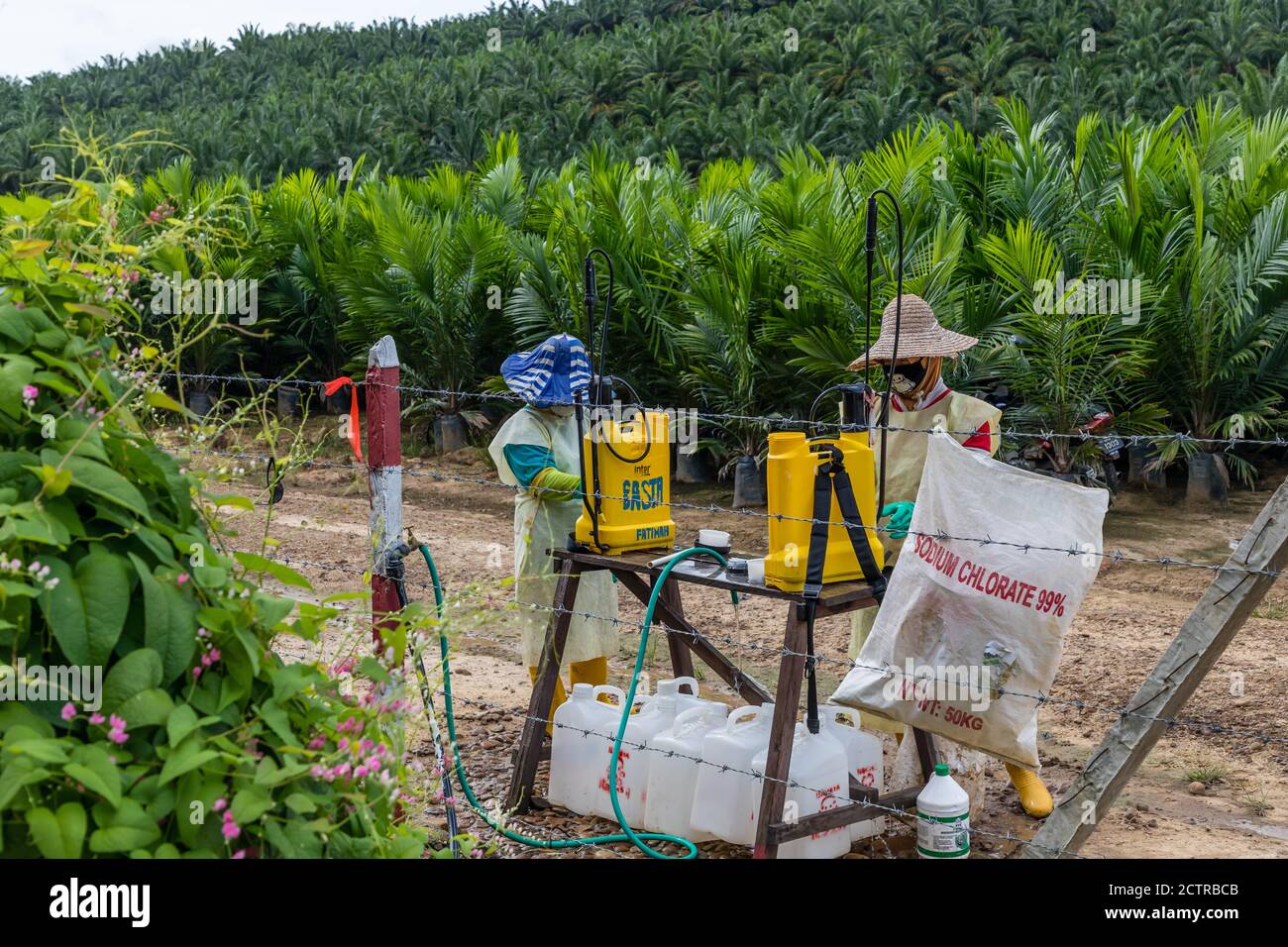 Tenom, Sabah, Malaysia: Two women are preparing herbicides for the seedlings at the Nursery of Sapong Estate, an Oil Palm plantation of Sime Darby. Stock Photo