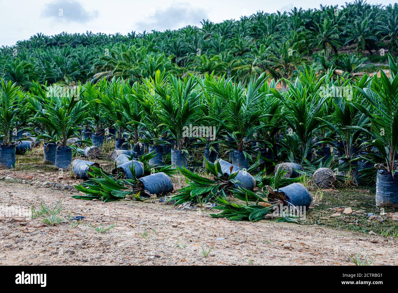 Oil Palm Nursery High Resolution Stock Photography And Images Alamy