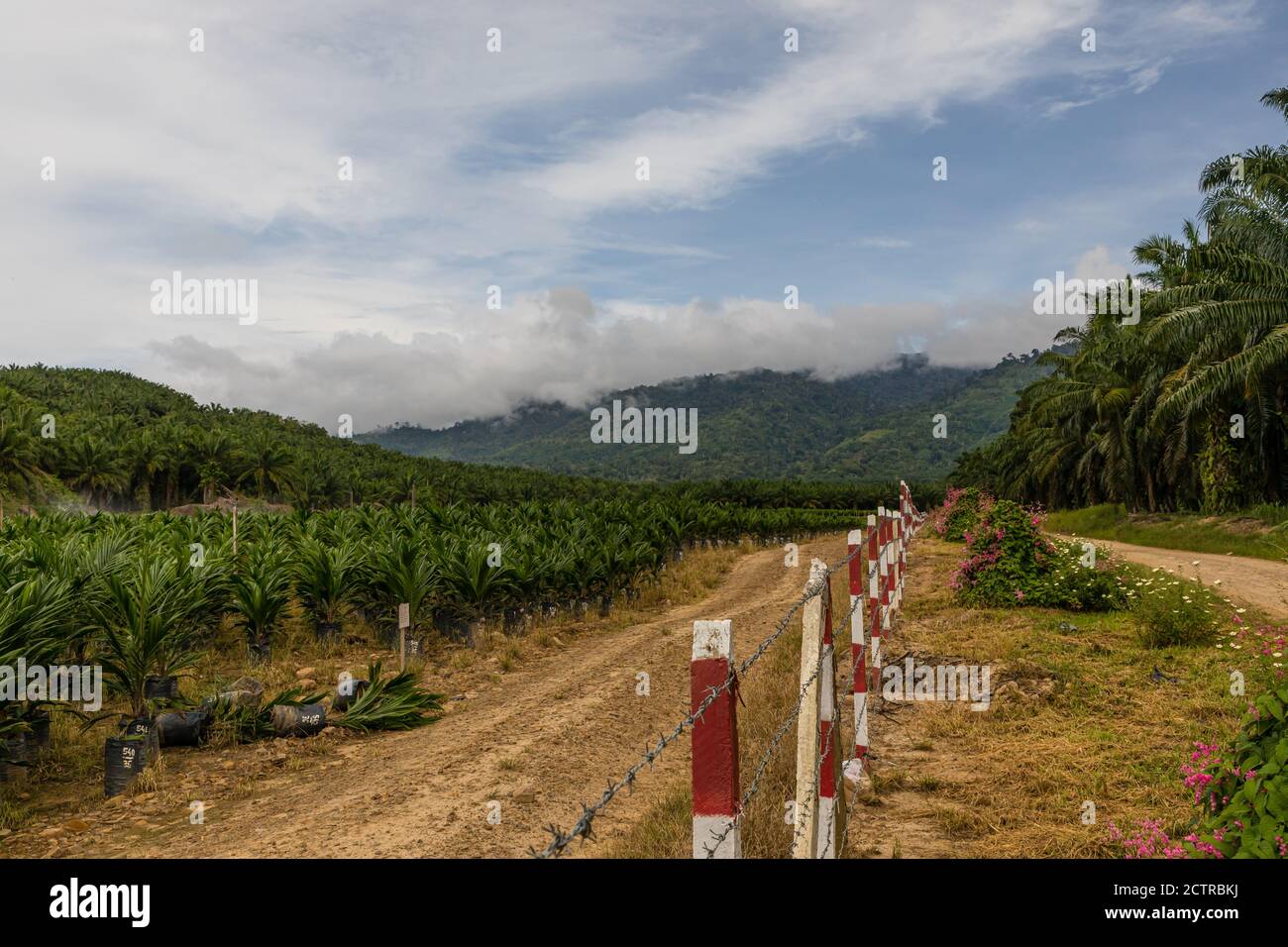 Tenom, Sabah, Malaysia: Seedlings at the Oil Palm Nursery of Sapong Estate, a palmoil plantation of SIME DARBY Stock Photo