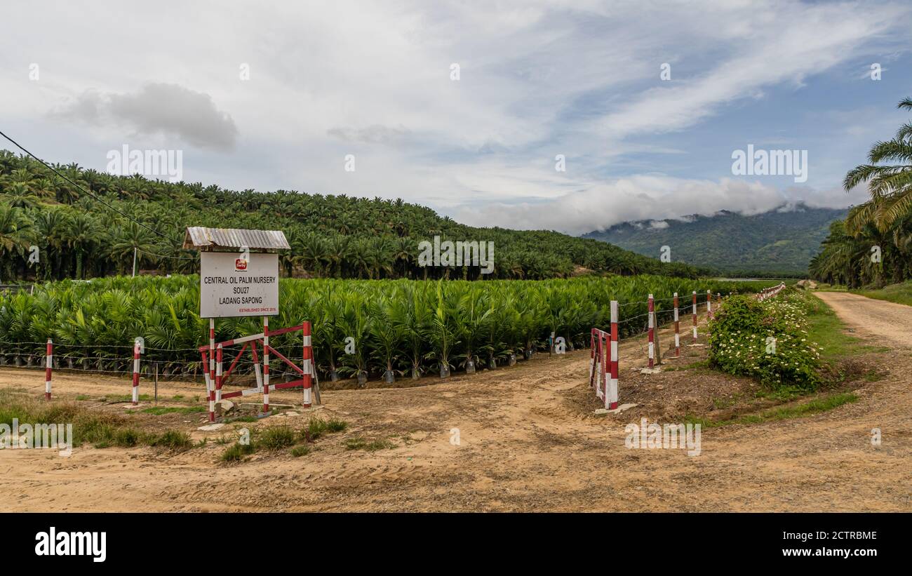 Tenom, Sabah, Malaysia: Seedlings at the Oil Palm Nursery of Sapong Estate, a palmoil plantation of SIME DARBY Stock Photo