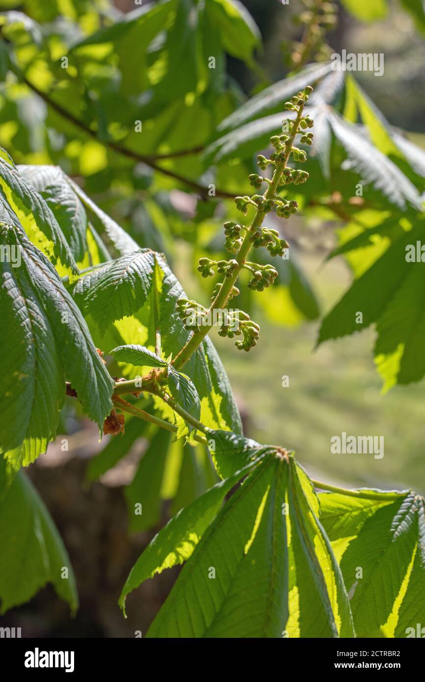 Horse Chestnut Tree (Aesculus hippocastanum). Close up of still to open, upright, flower buds. Spring. Stock Photo