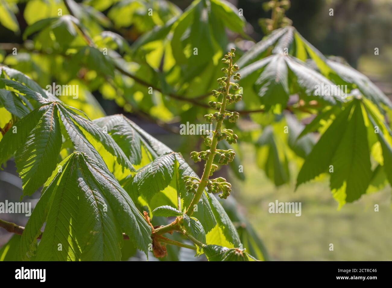 Horse Chestnut Tree (Aesculus hippocastanum). Close up of still to open, upright, flower buds. Spring. Stock Photo