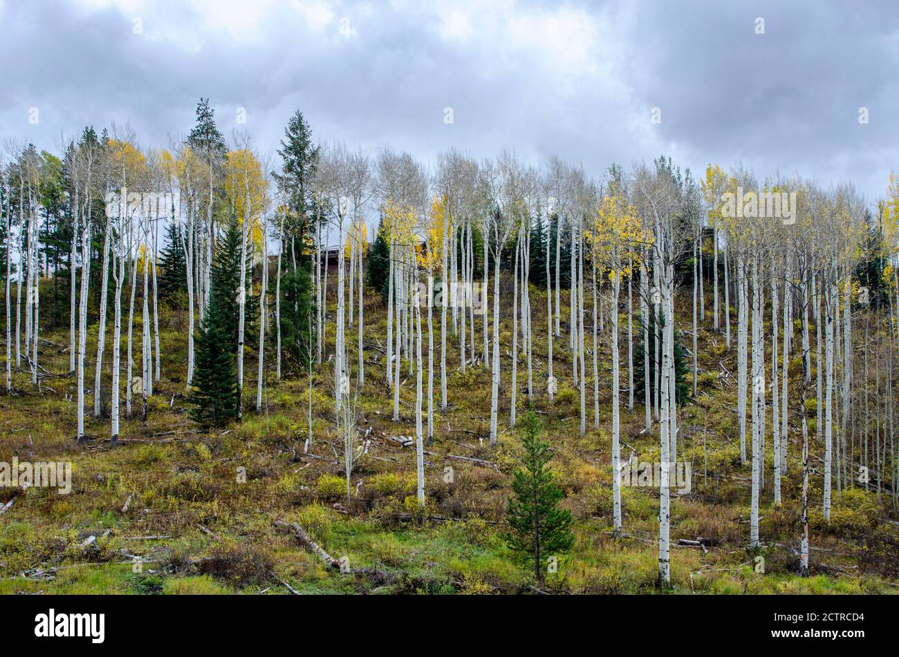 Bright Golden Aspens at Peak Color in the Colorado Rocky Mountains Stock Photo Alamy