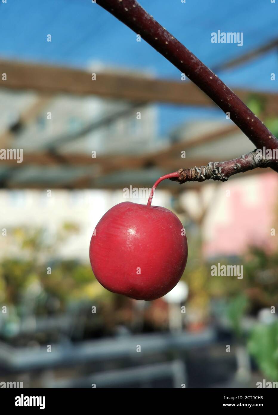 A small red apple on the tree Stock Photo