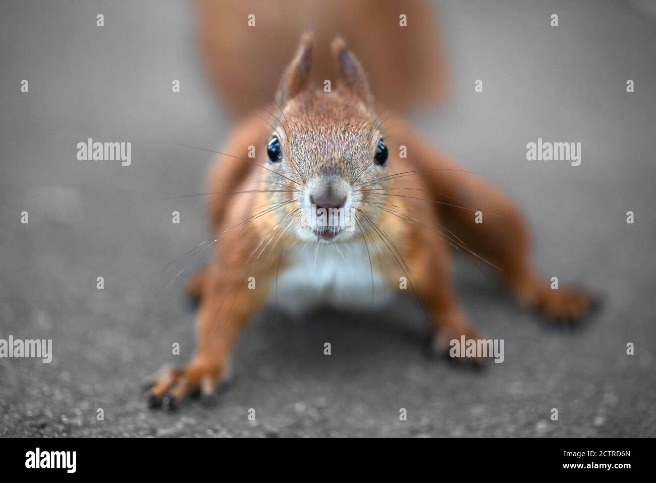 Muzzle of squirrels close up. Defocused image. Stock Photo