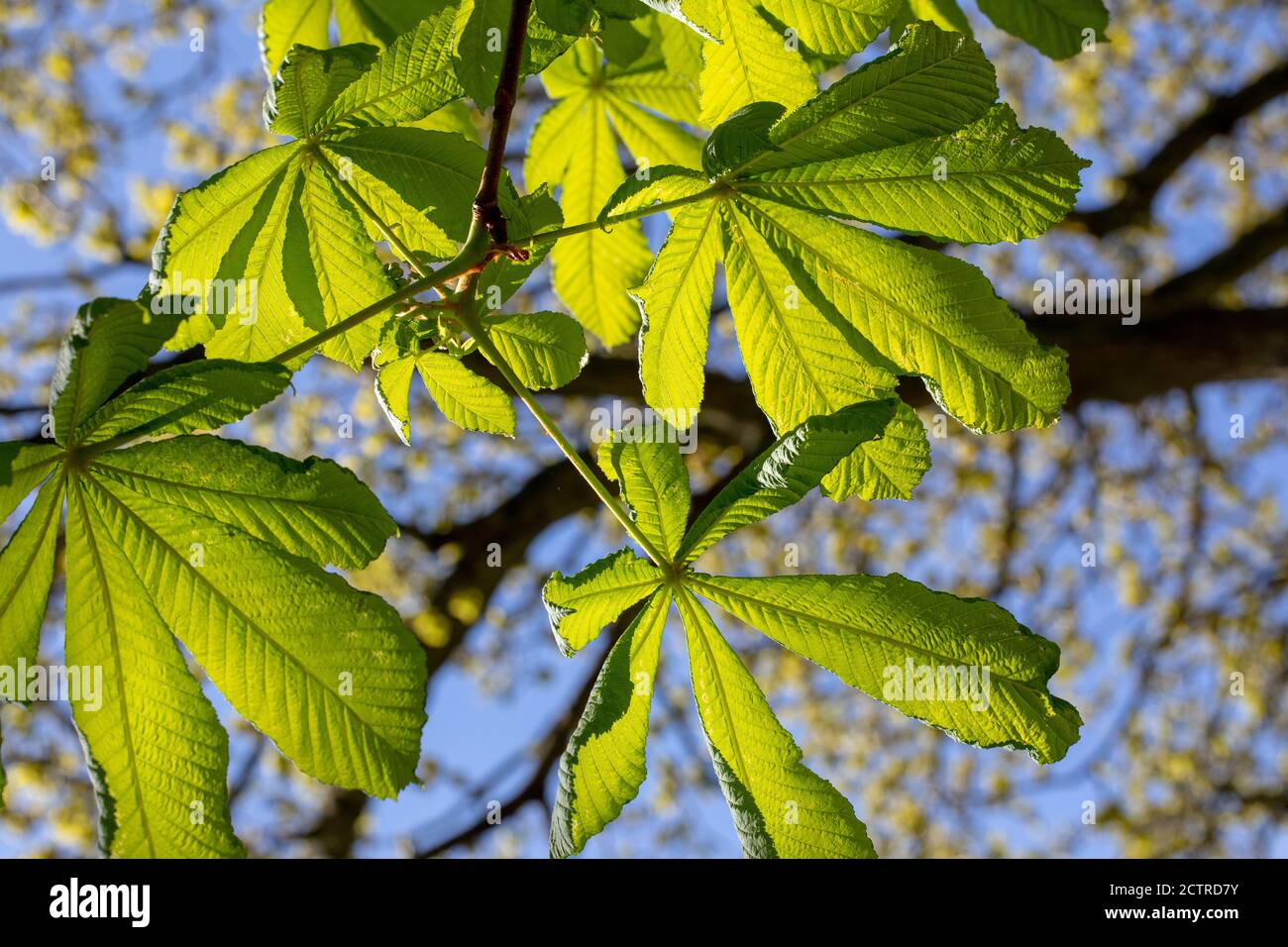 Horse Chestnut Tree (Aesculus hippocastanum). Lookiing up at a branch of obviate leaves, leaflets, radiating from a central point, compound leaves, ba Stock Photo