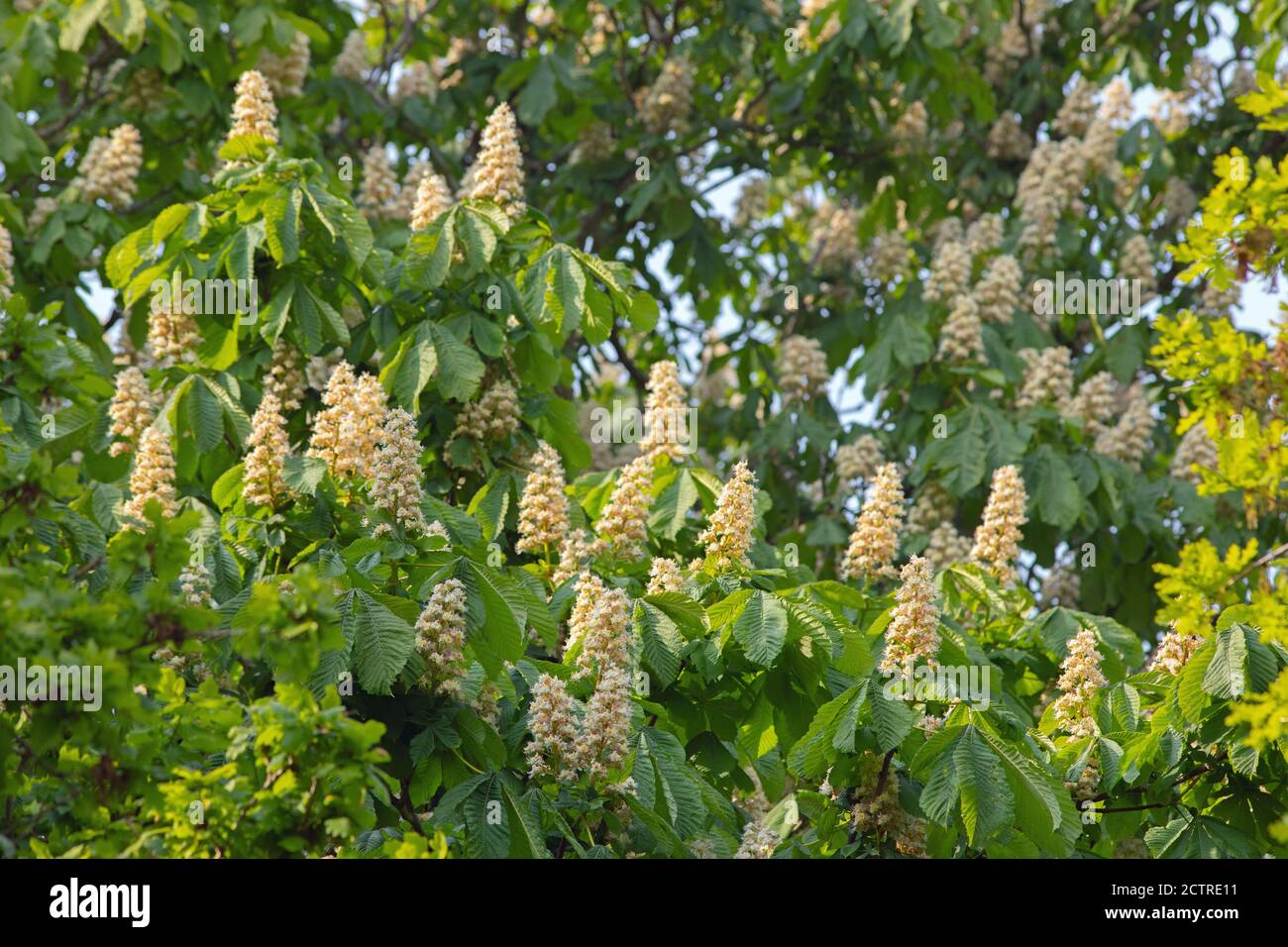 Horse Chestnut Tree (Aesculus hippocastanum). Multiple flower heads. May, June, showing on white, many-flowered panicles. Within woodland with Oak Tre Stock Photo