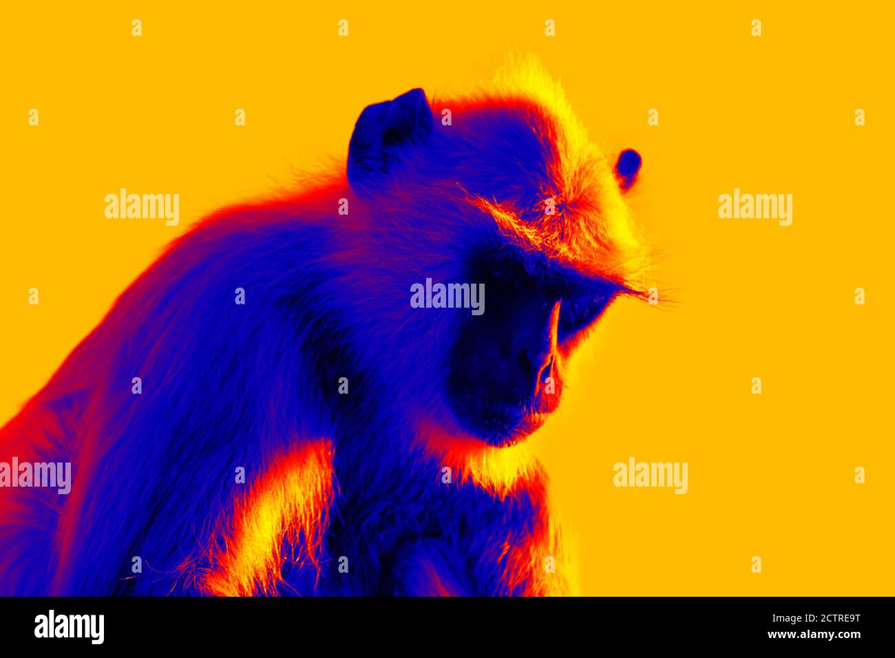 Monkey in scientific high-tech thermal imager isolated. Animals and temperature in hidden conditions Stock Photo