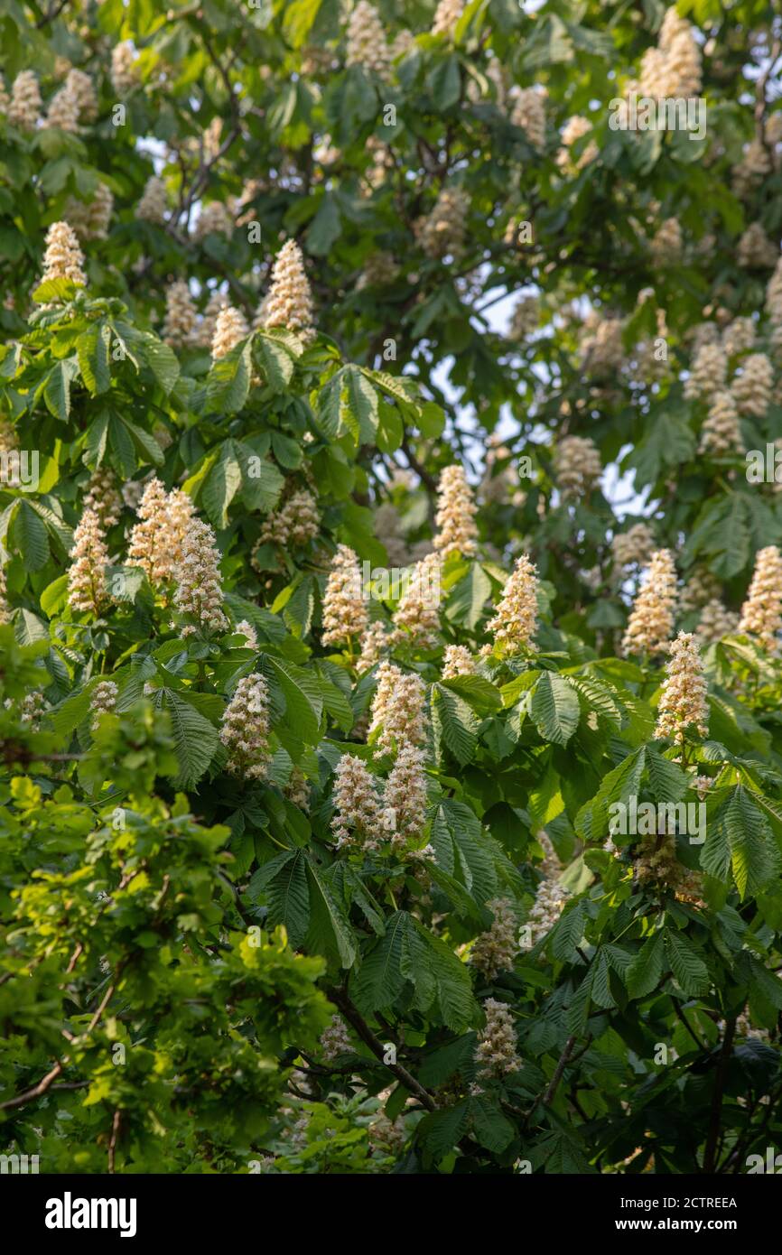 Horse Chestnut Tree (Aesculus hippocastanum). Multiple flower heads. May, June, showing on white, many-flowered panicles. Within woodland with Oak Tre Stock Photo