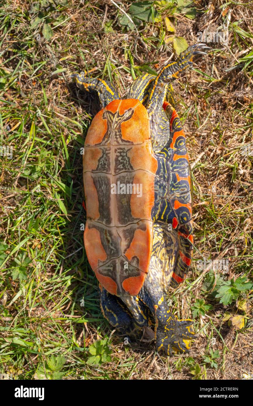 Western Painted Turtle (Chrysemys picta belli). Plastron, underside and left side peripheral inframaginal scutes showing. Righting reflex. In process Stock Photo