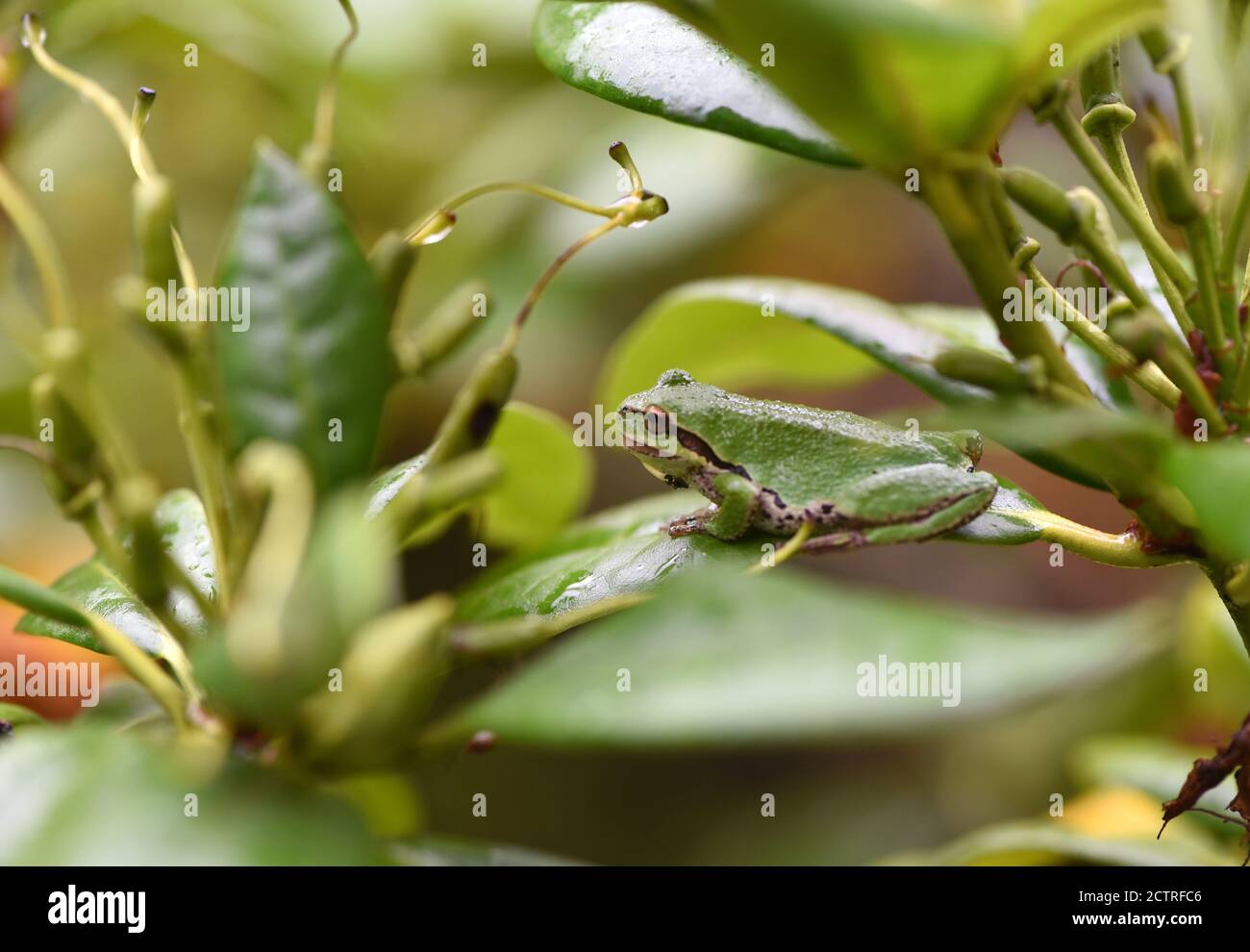 A wet Pacific Treefrog (Pseudacris regilla) sits on a Rhododendron leaf as it shelters from the rain in a garden in Victoria, British Columbia, Canada Stock Photo