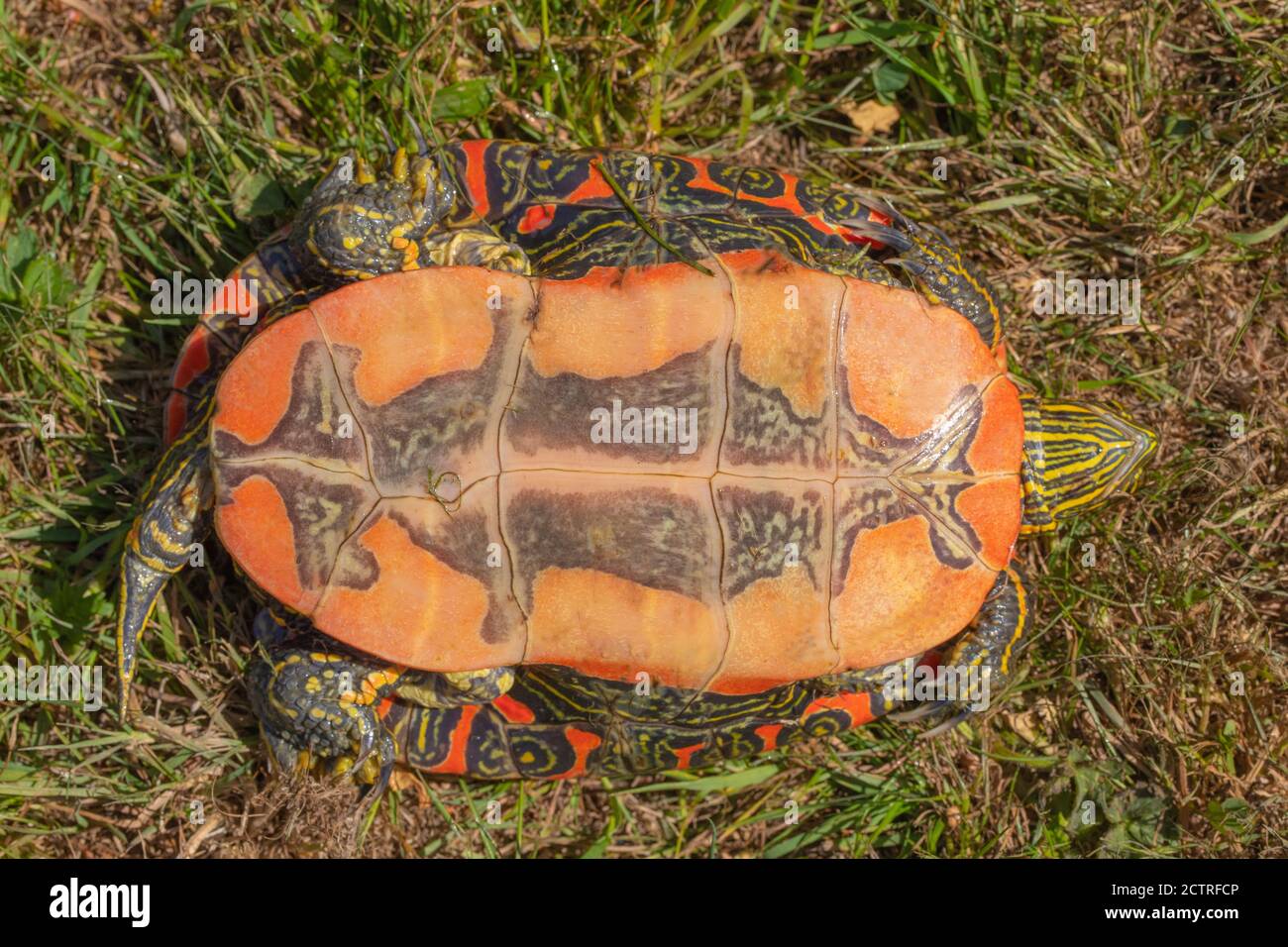 Western North American Painted Turtle (Chrysemys picta belli). Underside identify subspecies  plastron markings. Tail length, cloaca opening, male Stock Photo