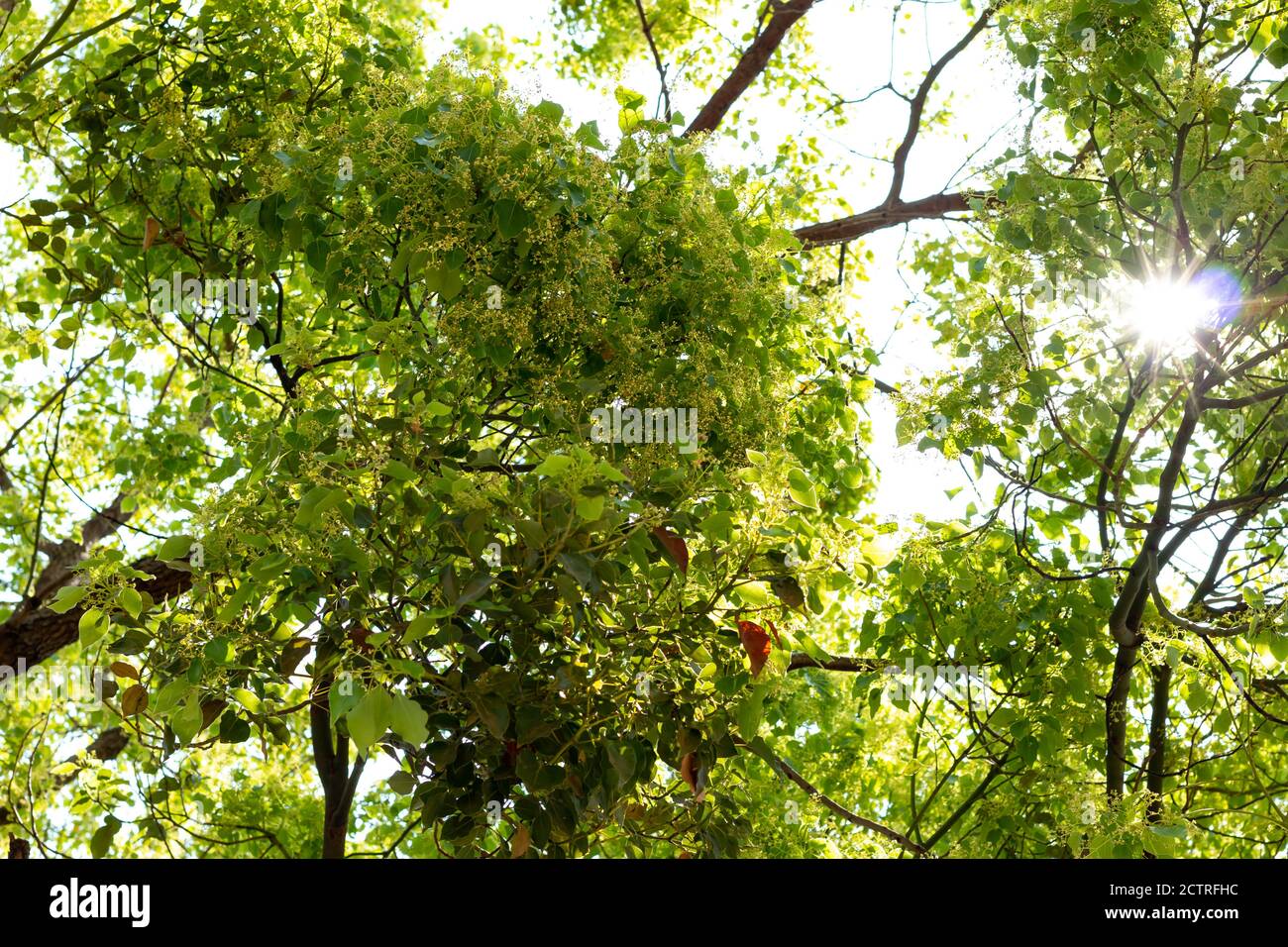 Tree and leaves in spring hi-res stock photography and images - Alamy