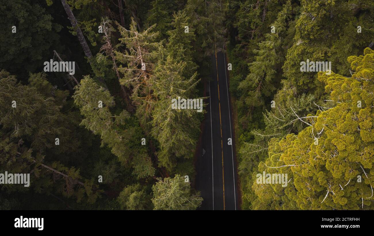 Aerial View of Giant Redwood Trees on Newton B. Drury Scenic Parkway road  in Redwoods State and National Park, an American park famous for its trees  Stock Photo - Alamy