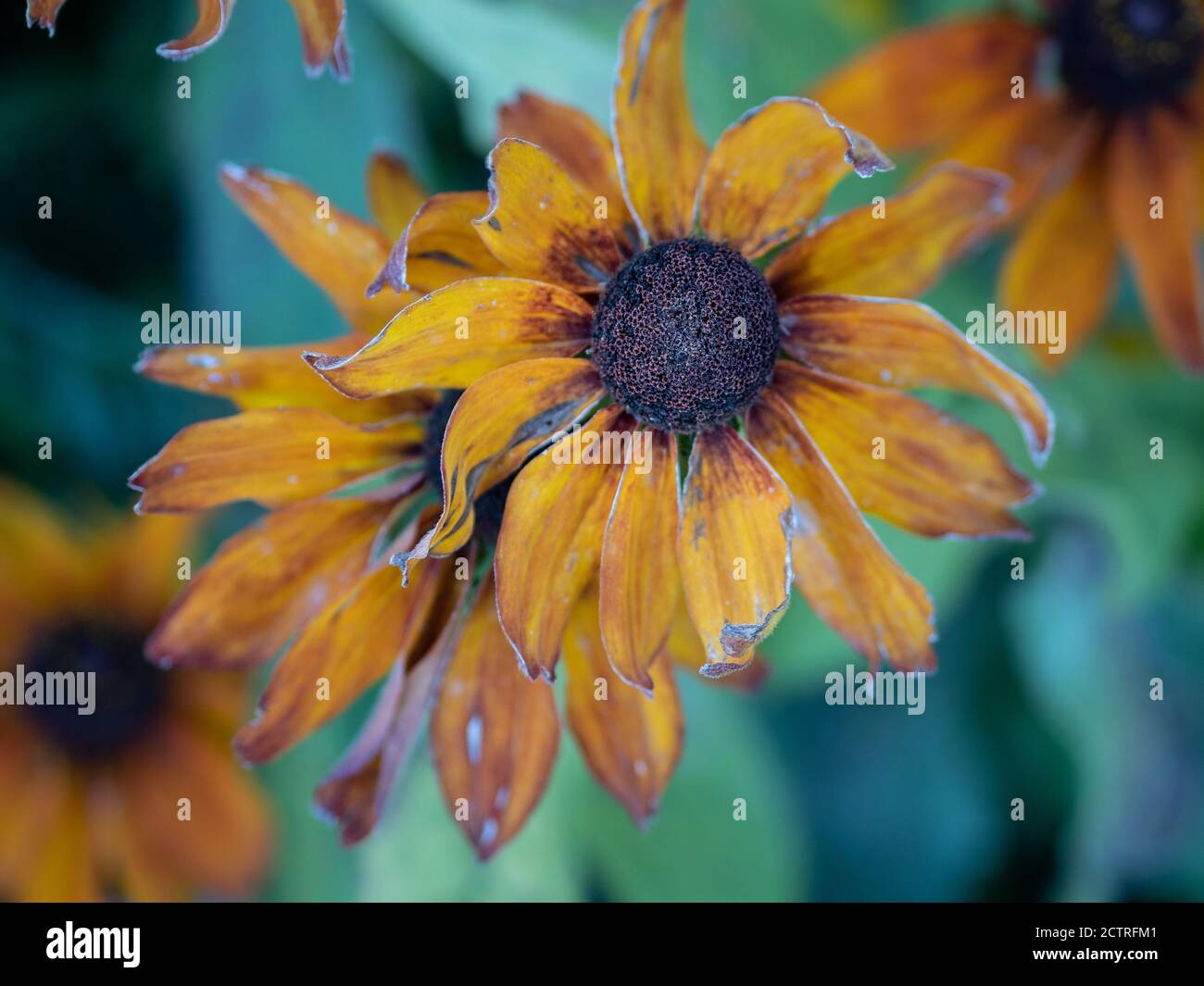 Fall Rudbeckia Black eyed susans rudbeckia hirta hi-res stock photography and images ...