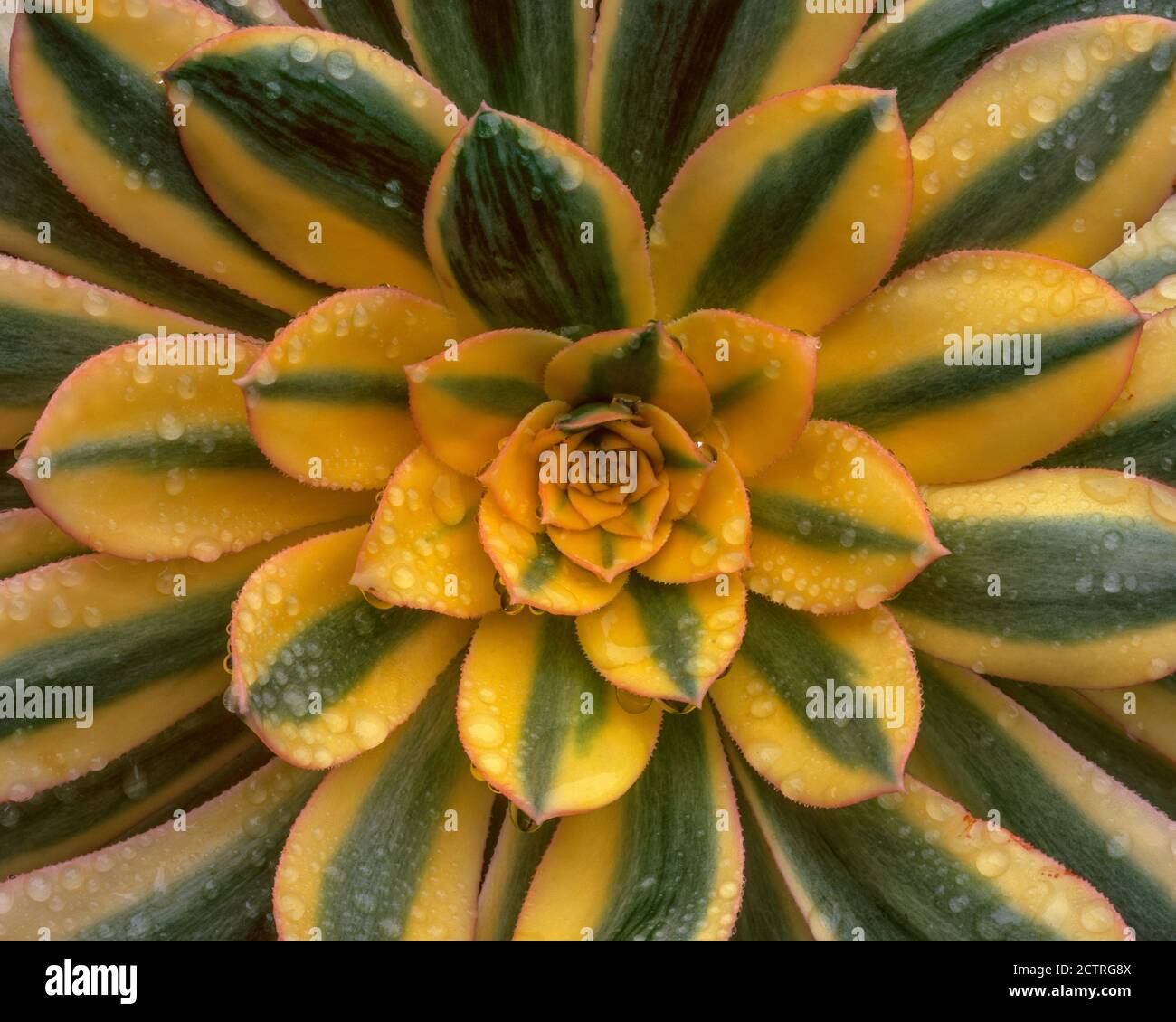 Aeonium, Sunburst, Copper Pinwheel, Fern Canyon Garden, Mill Valley, California Stock Photo