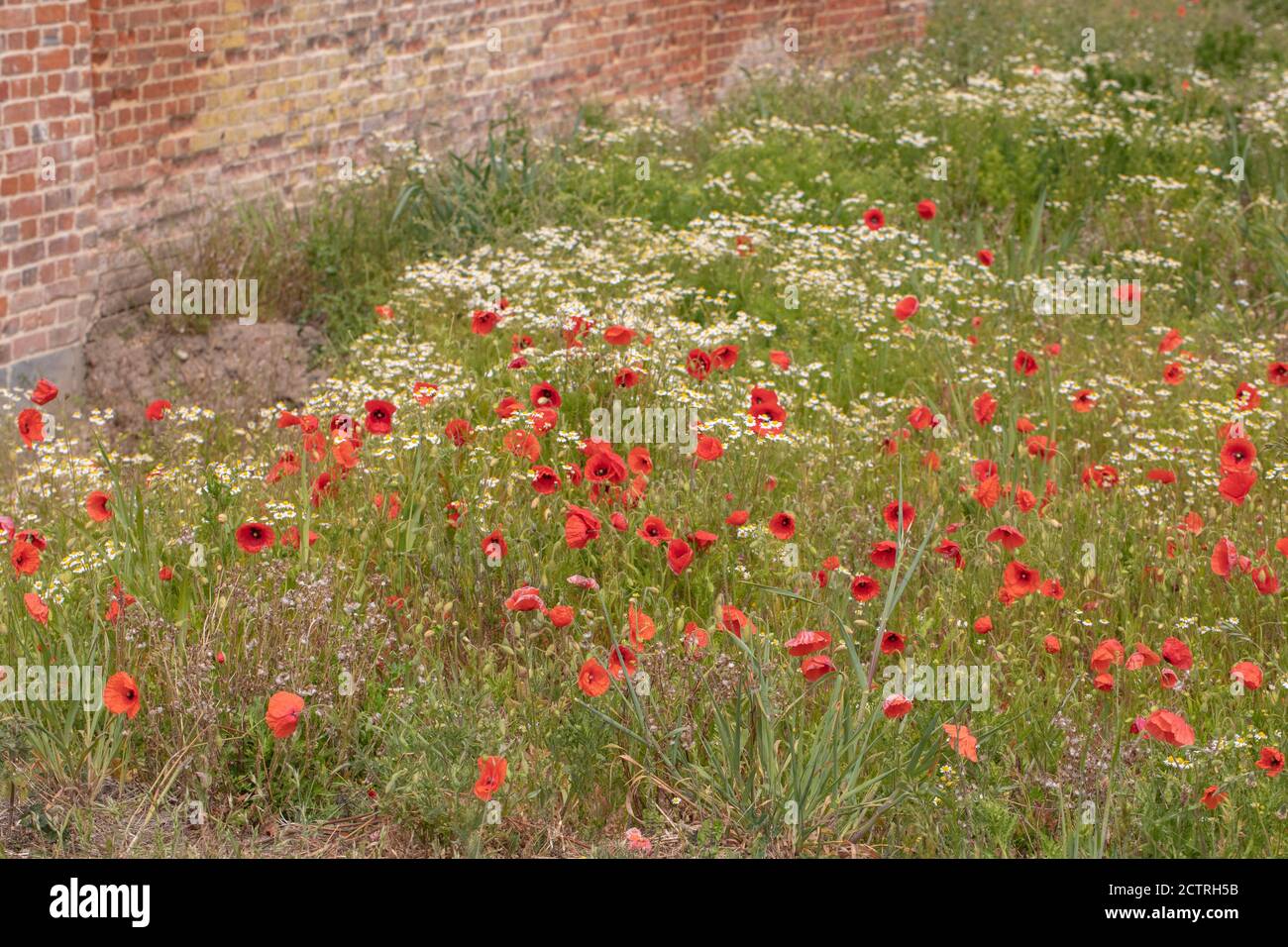 Poppies (Papava rhoeas), Scented Mayweed (Matricaria recutita), growing together and flowering on disturbed ground alongside farm buildings. May-June, Stock Photo