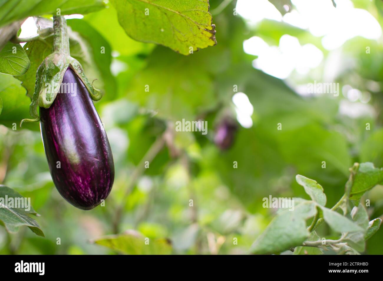 Ecological little eggplant hanging from plant. Aubergine, or brinjal