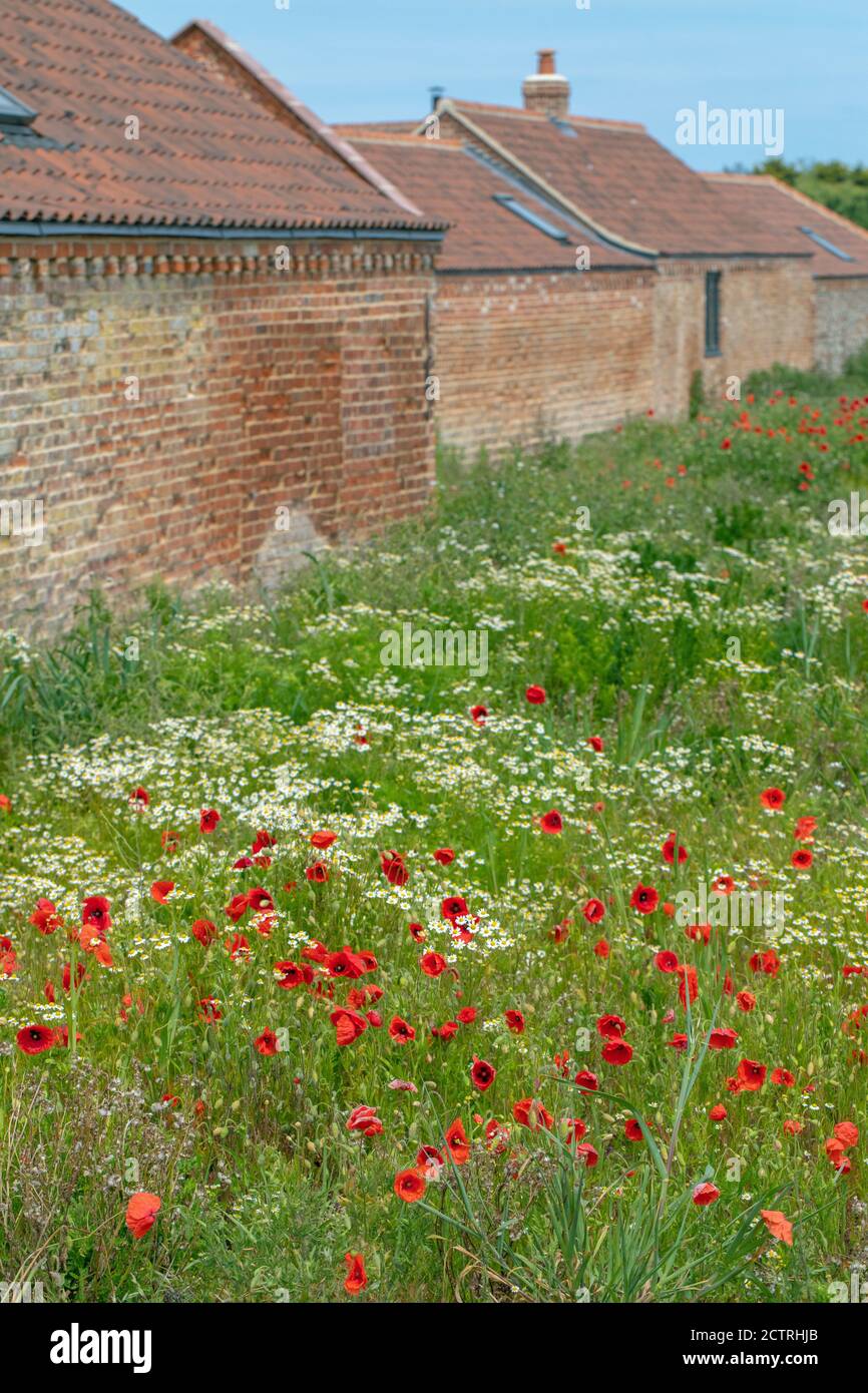 Poppies (Papava rhoeas), Scented Mayweed (Matricaria recutita), growing together and flowering on disturbed ground alongside farm buildings. May-June, Stock Photo