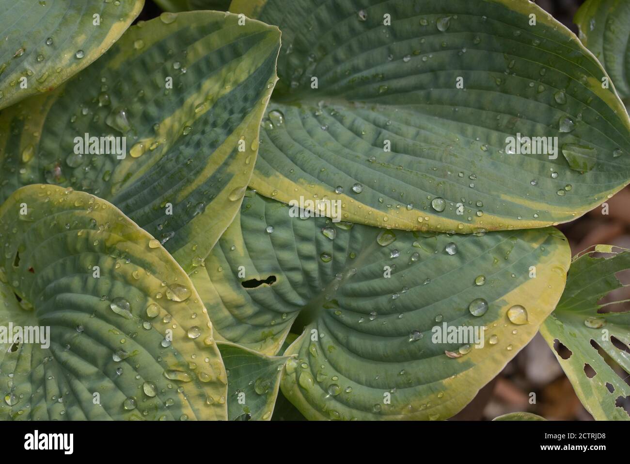 Plantain Lily, Hosta sp., rain drops on ribbed, veined, ovate outline, variegated, leaves. Stock Photo