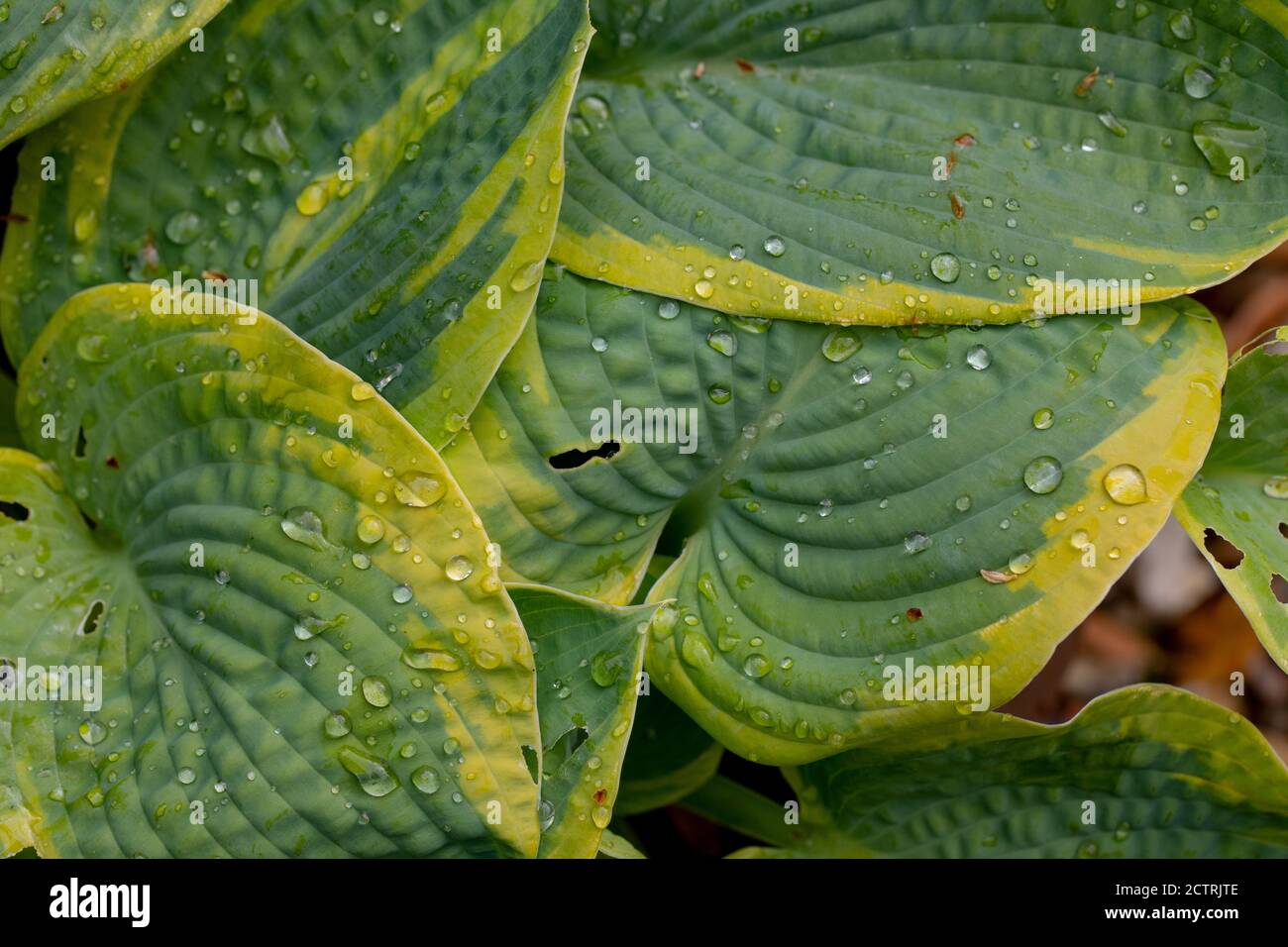 Plantain Lily, Hosta sp., rain drops on ribbed, veined, ovate outline, variegated, leaves. Stock Photo
