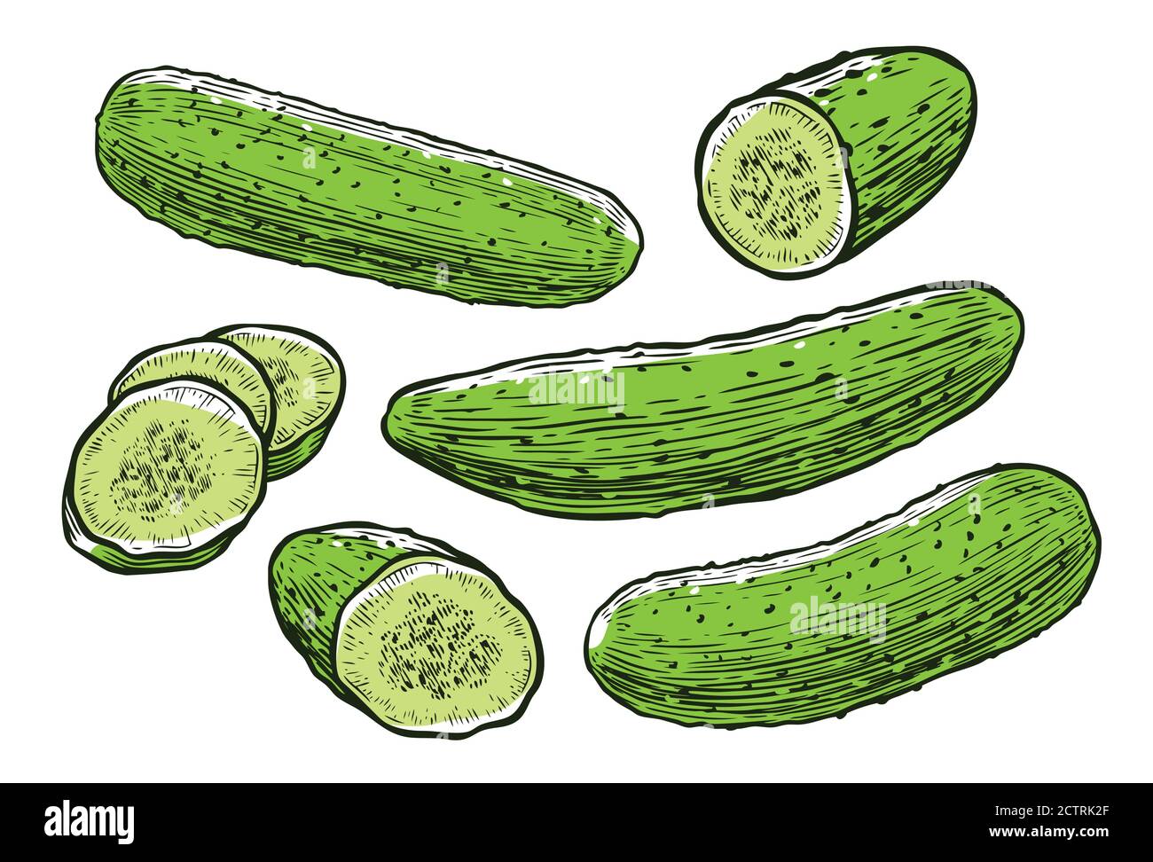 Cucumbers. Fresh vegetables, food vector illustration Stock Vector