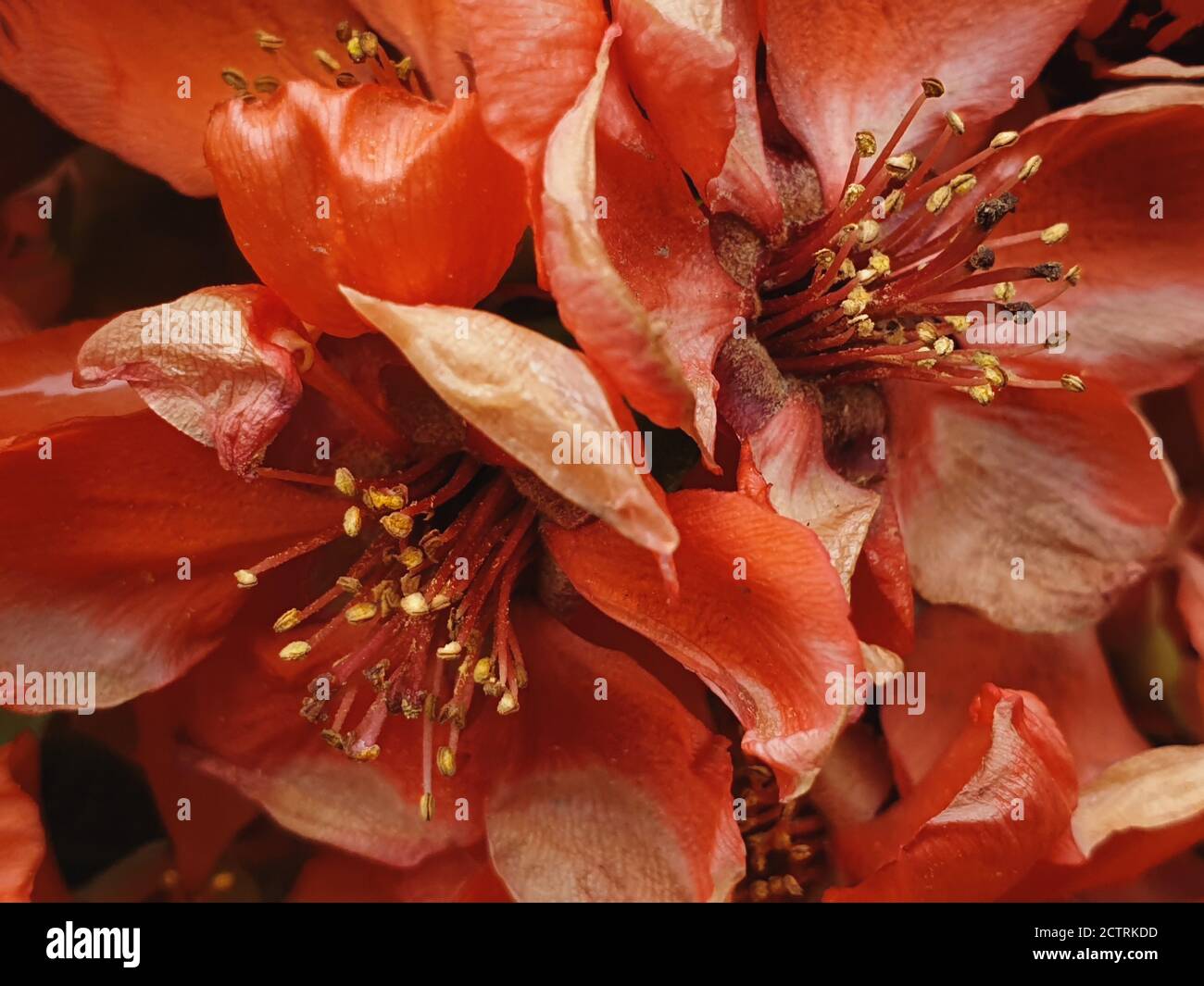 Bright red spring flowering of Japanese quince (Chaenomeles japonica) close-up Stock Photo