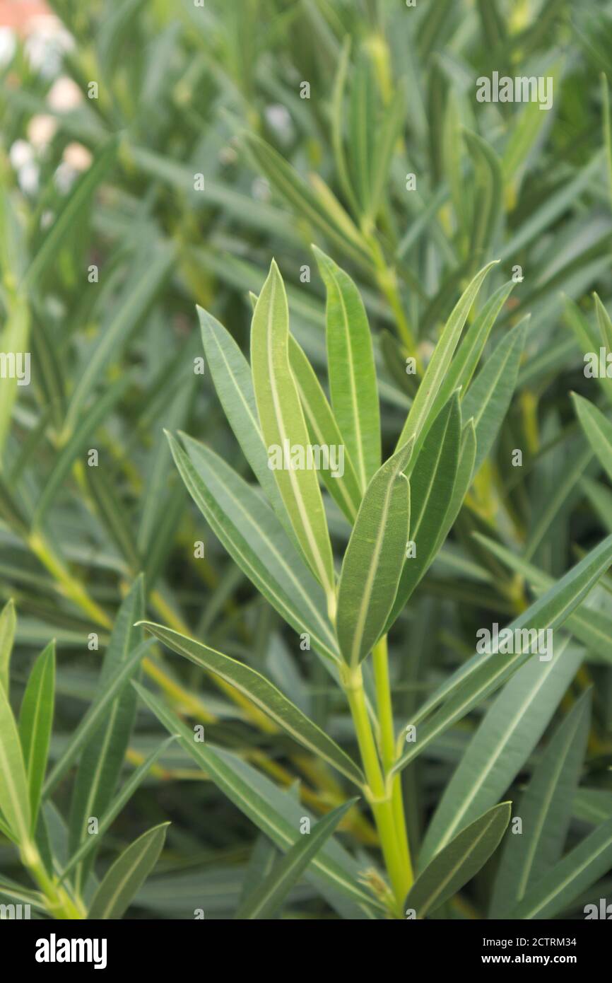 Branches of Oleander (Nerium oleander), a plant with green leaves and