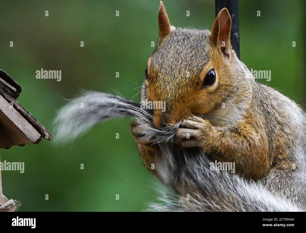 Squirrel catches hold of its tail Stock Photo Alamy