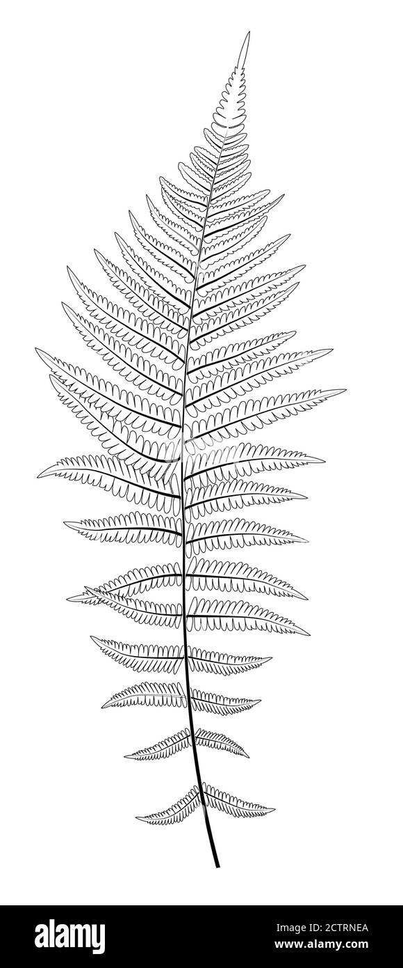 Fern Leaf Silhouette Vector Background Illustration EPS10 Stock Vector