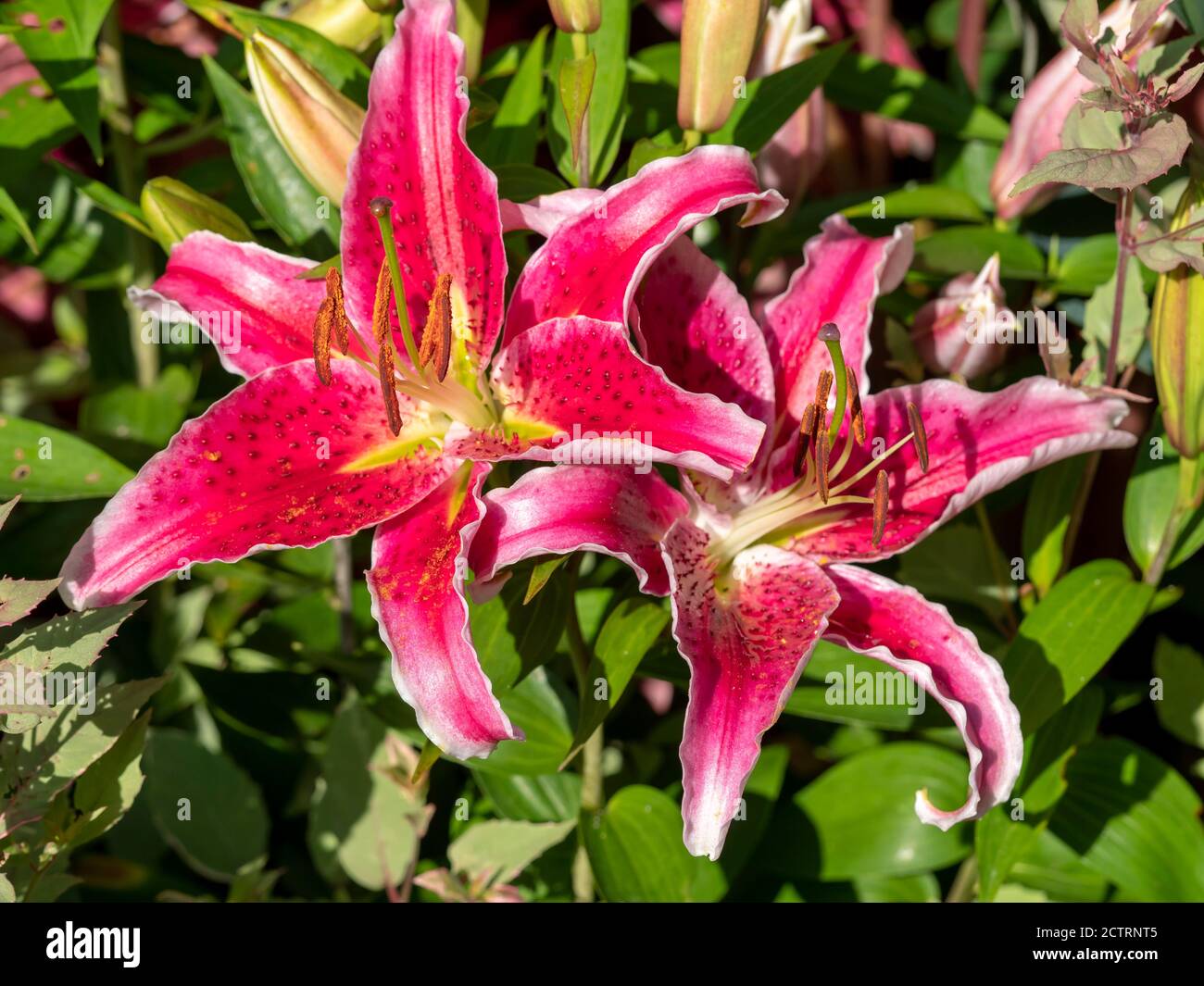 Stargazer lily hires stock photography and images Alamy