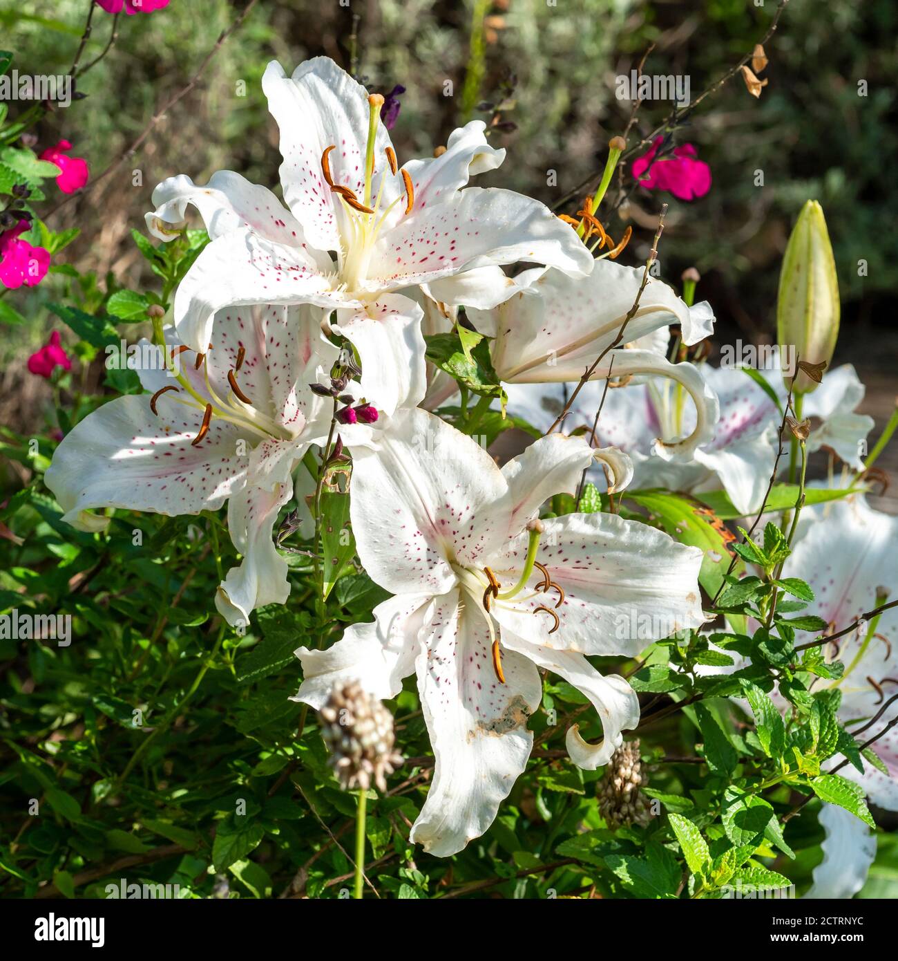 Lily blooms hires stock photography and images Alamy