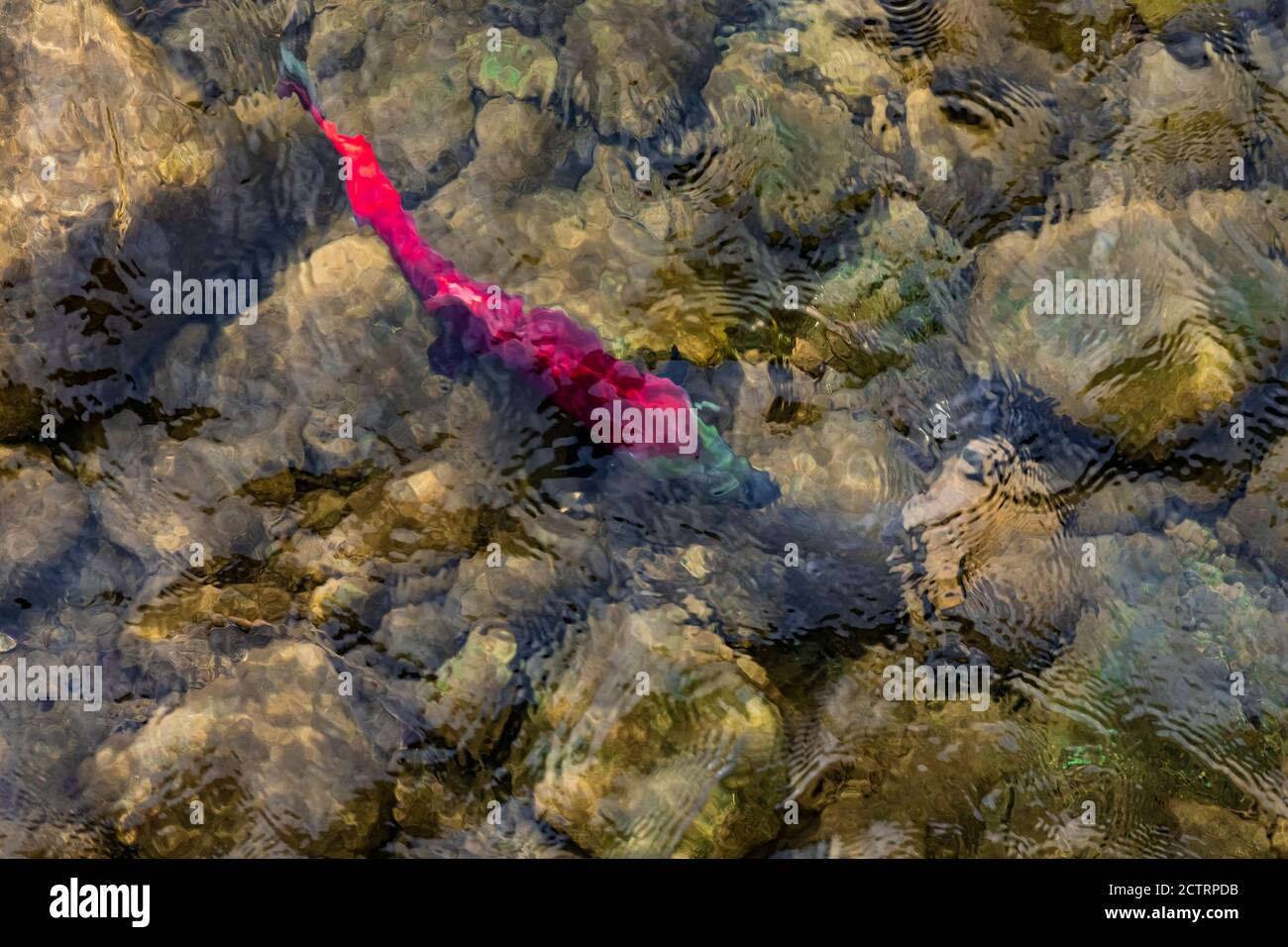 Sockeye Salmon, Oncorhynchus nerka, on their gravel spawning grounds in the Cle Elum River, Okanogan-Wenatchee National Forest, Washington State, USA Stock Photo