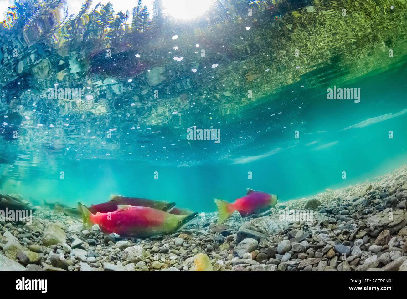 Sockeye Salmon, Oncorhynchus nerka, on their gravel spawning grounds in the Cooper River, Okanogan-Wenatchee National Forest, Washington State, USA Stock Photo