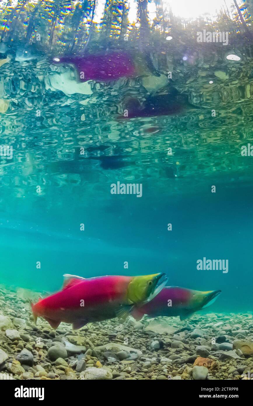 Sockeye Salmon, Oncorhynchus nerka, on their gravel spawning grounds in the Cooper River, Okanogan-Wenatchee National Forest, Washington State, USA Stock Photo